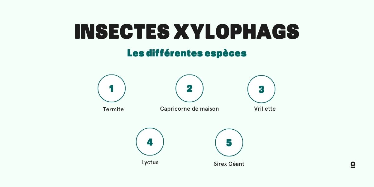 Traitement des charpentes contre les xylophages à Toulon — free download